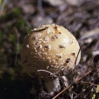 Amanita chrysoblema by Ken Mullinix