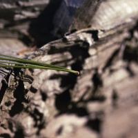 Pine Needle by Ken Mullinix