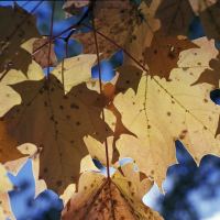 The Sugar Maple in the Fall by Ken Mullinix