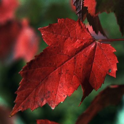 The Red Maple — Kodak Portra 400, Nikon FM2N