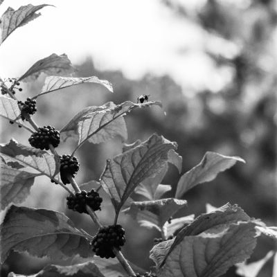 Bumblebee on a Beautyberry leaf