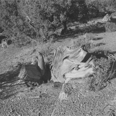 bristlecone pine stump