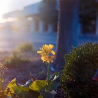 Main Street Flower by SuperS00