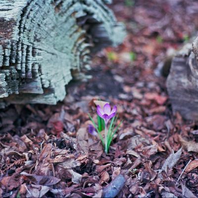New Life - Freestone, CA — Kodak Ektar 100, Nikon F2AS