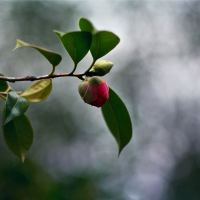 New Life - Freestone, CA by FogdogPhoto
