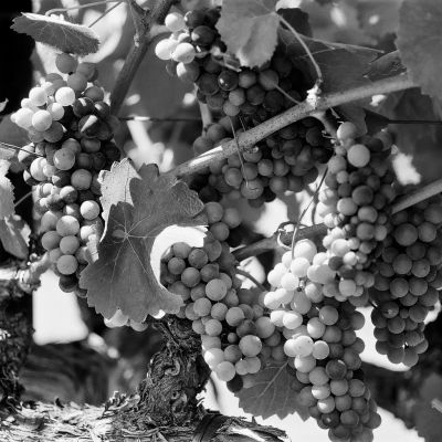 Monochrome Grapes - Napa, CA