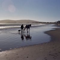Just a Walk on the Beach - Bodega Bay, CA by FogdogPhoto