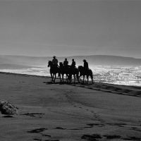 Horses at Bodega Dunes