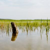 Saltmarsh Stump by Justin