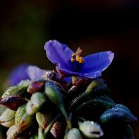 Spiderwort