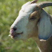 Nose licking by Terry McDaniel