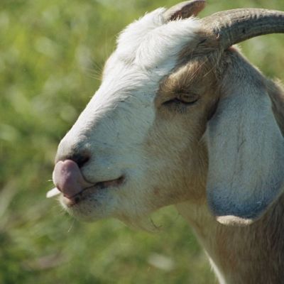 Nose licking