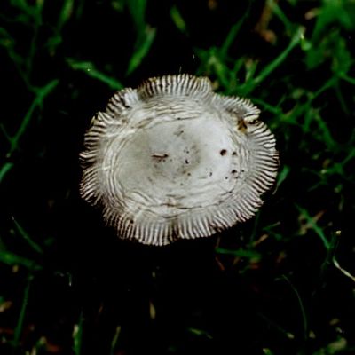 Pleated Inkcap
