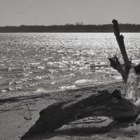 Driftwood by Terry McDaniel