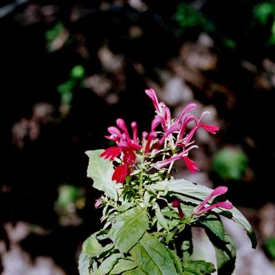 Cardinal Flower