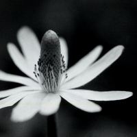 Anemone by Terry McDaniel