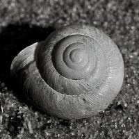 Snail shell by Terry McDaniel