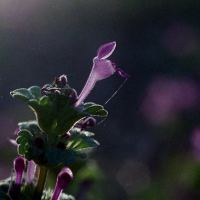 Henbit Deadnettle by Terry McDaniel
