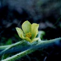 Watermelon bloom by Terry McDaniel