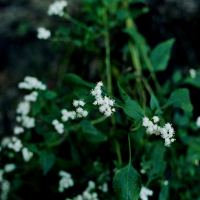 Common Boneset by Terry McDaniel