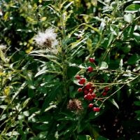 Rough-leaf Dogwood berries by Terry McDaniel