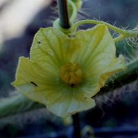Watermelon flower by Terry McDaniel