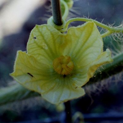 Watermelon flower