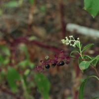 Flowers and berries by Terry McDaniel