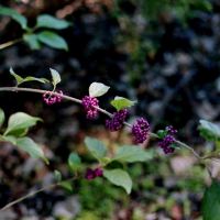 American Beauty Berry by Terry McDaniel