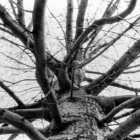 Sprawling tree limbs by thinbegin