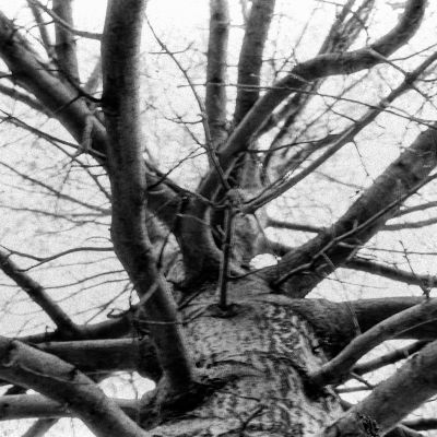 Sprawling tree limbs