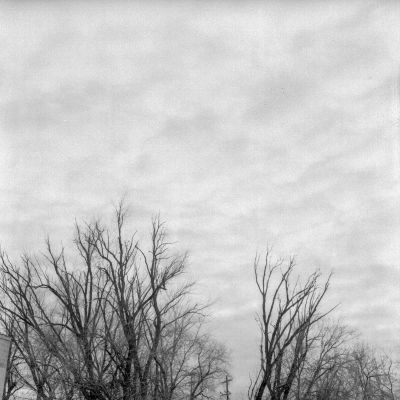 Broken tree line