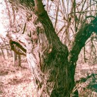 Swirling, veiny bark on an old tree by thinbegin