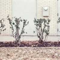 Church shrubs, off season