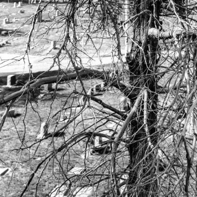 Tree in the cemetery