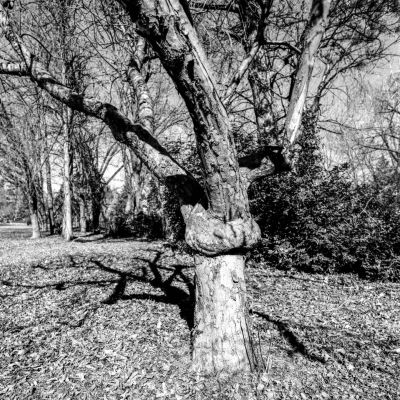 Bend of a tree's shadow