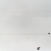 Flying Musical Notes by thinbegin