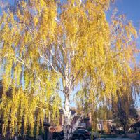 Golden tree bathed in the autumn sun by thinbegin