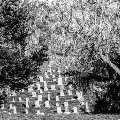 A clearing in the trees — Cinemot Amalia 100D, Contax N1