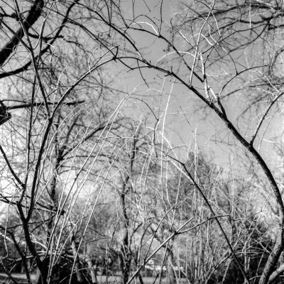 Overgrown Paths