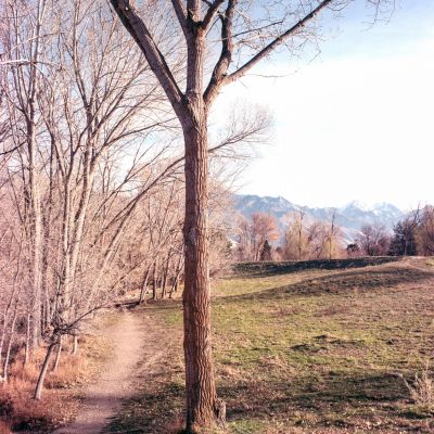The path behind the grove