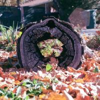 View through a log by thinbegin