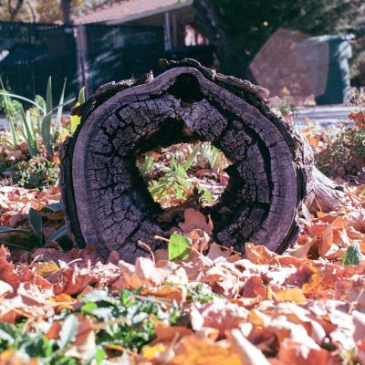 View through a log