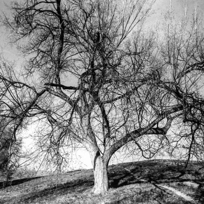 Tree on a hill — Cinemot Amalia 100D, Contax N1