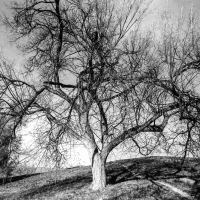 Tree on a hill by thinbegin