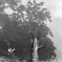 Trees as seen in water by thinbegin