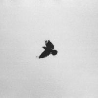 Silhouette of Bird in flight by thinbegin