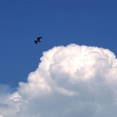 Osprey over the Yakima River