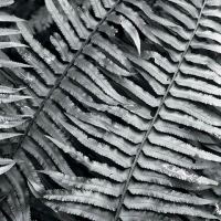 Rainforest Ferns by PahaPlager