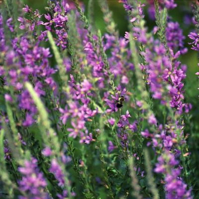 Invasive or Beautiful?